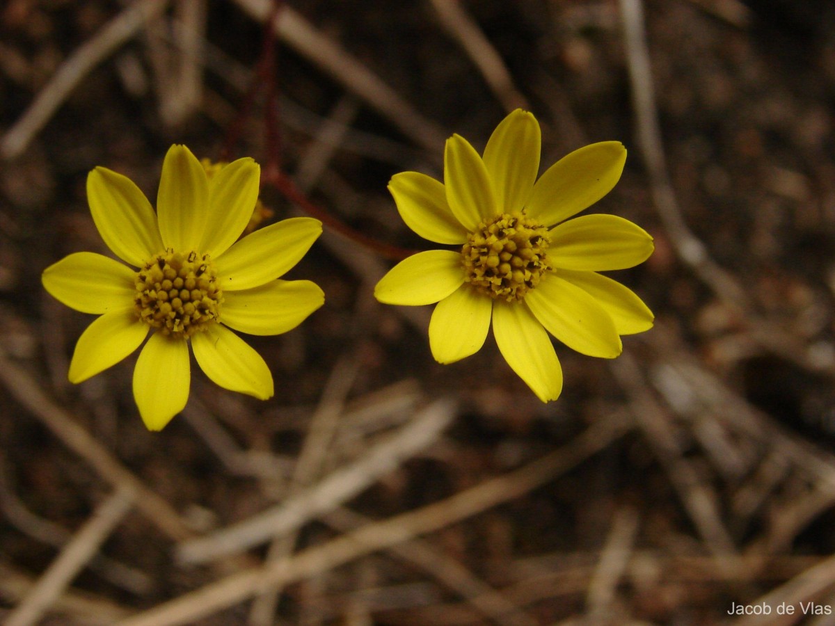 Senecio ludens C.B.Clarke